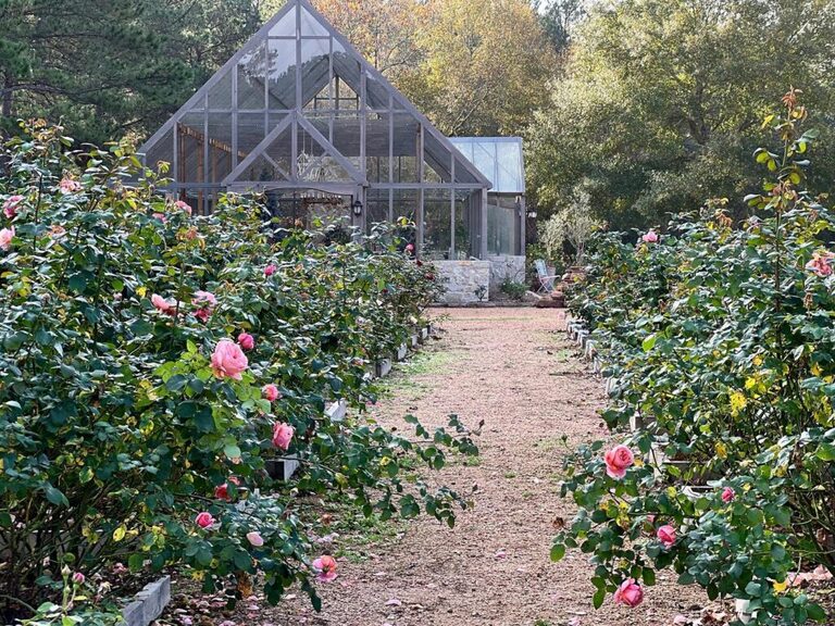 Rose Garden Sessions Woodlands Photographer